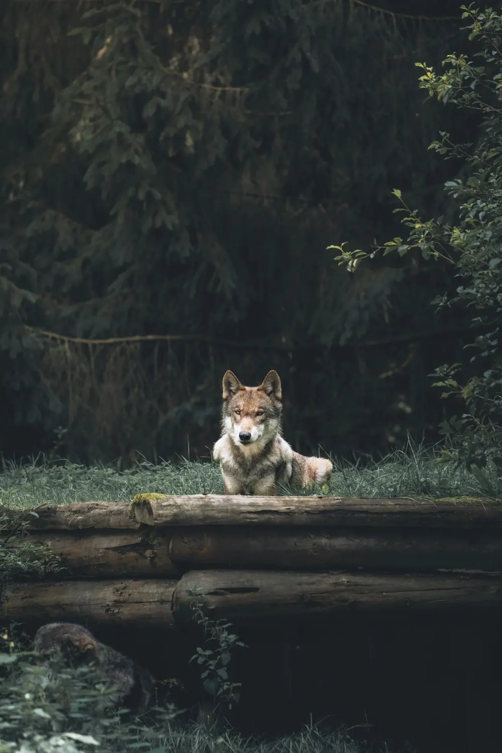 WOLF von Leoctura